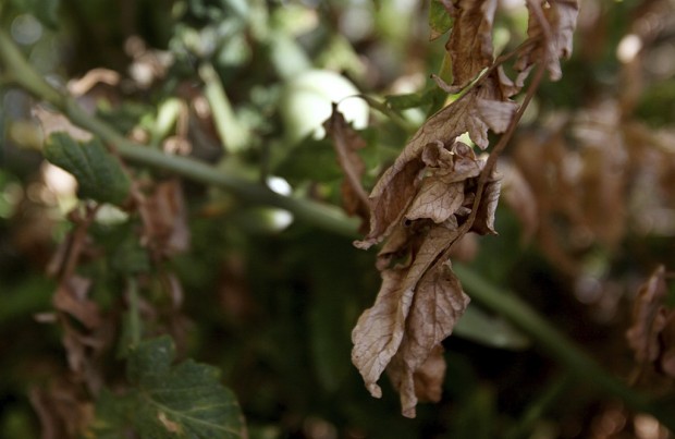 Give your tomato plants a second chance